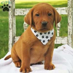 Chipotle, Fox Red Labrador Retriever Puppy